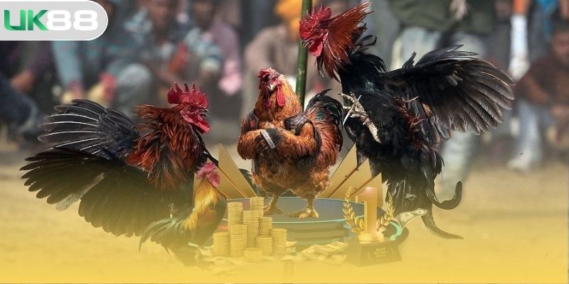 Các loại hình thi đá gà thomo đấu hấp dẫn