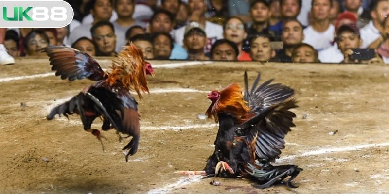 Sức hút mà sảnh đá gà UK88 sở hữu